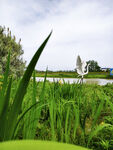 生态湿地公园美景
