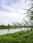 河畔绿草与摇曳芦苇美景