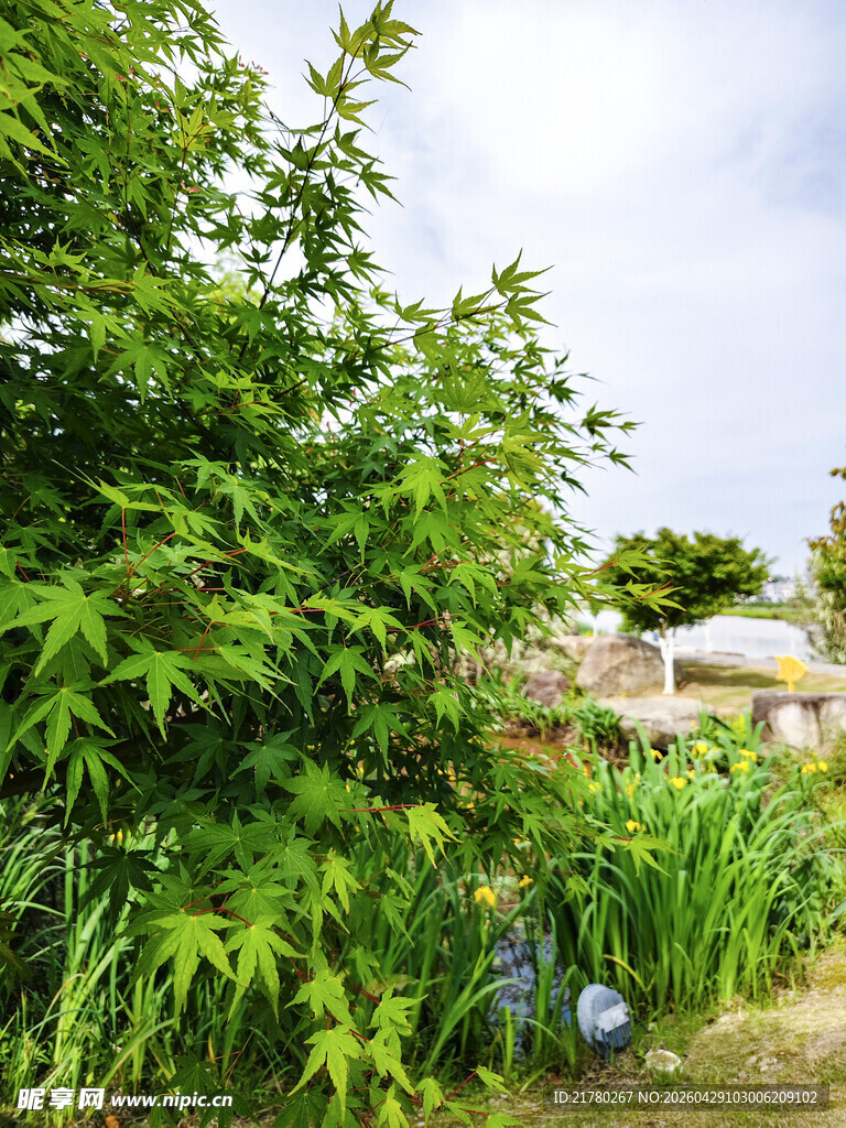 绿意盎然的户外植物景观