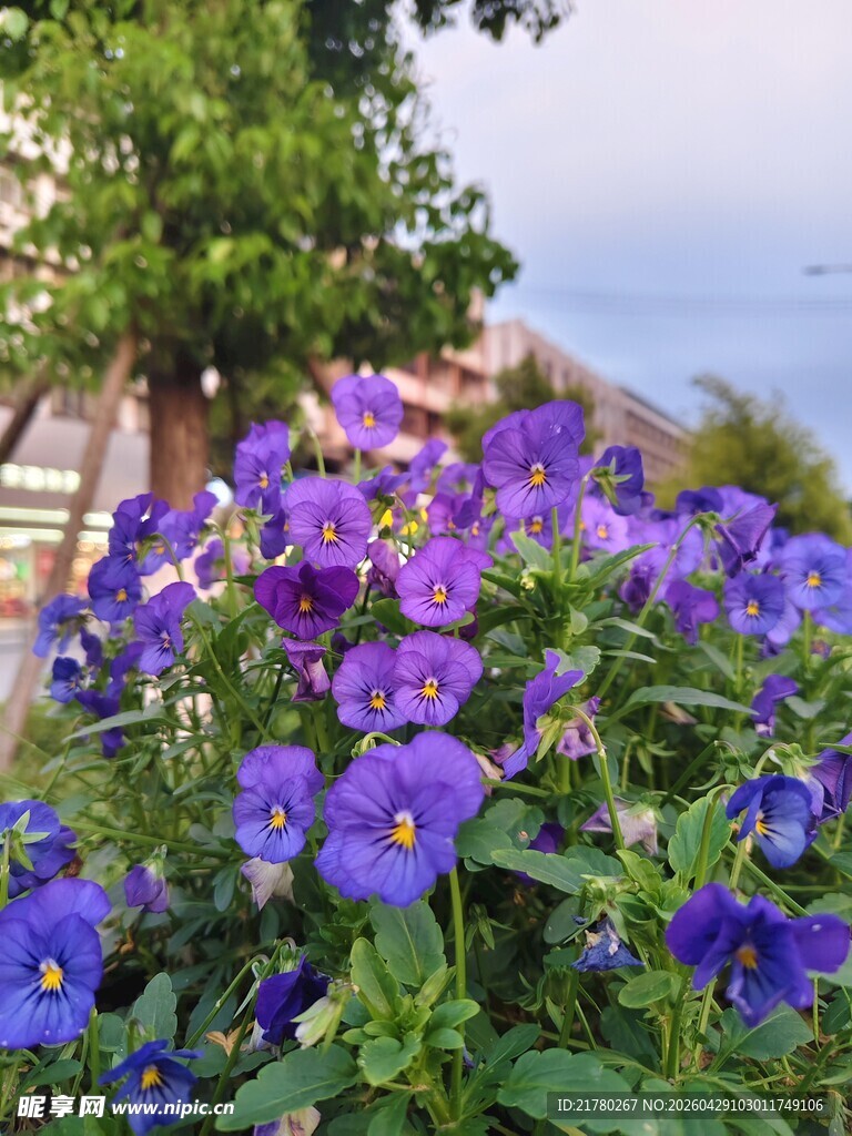 紫色花卉绽放于绿植间