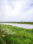 河畔绿野风光