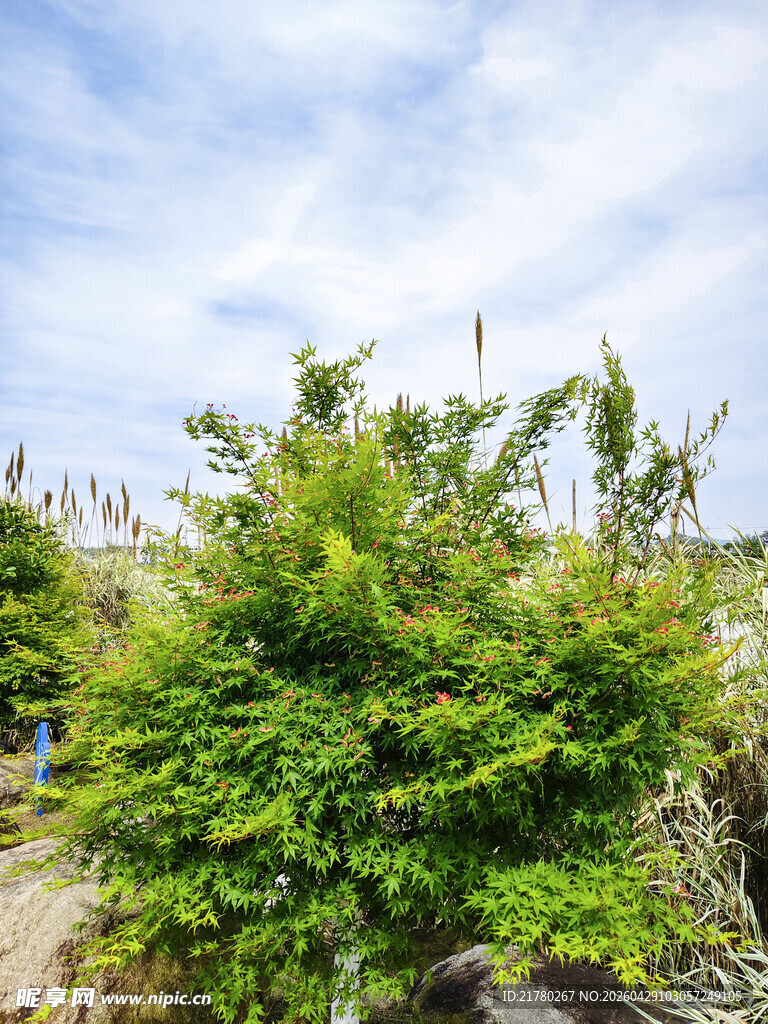绿意盎然的户外灌木丛