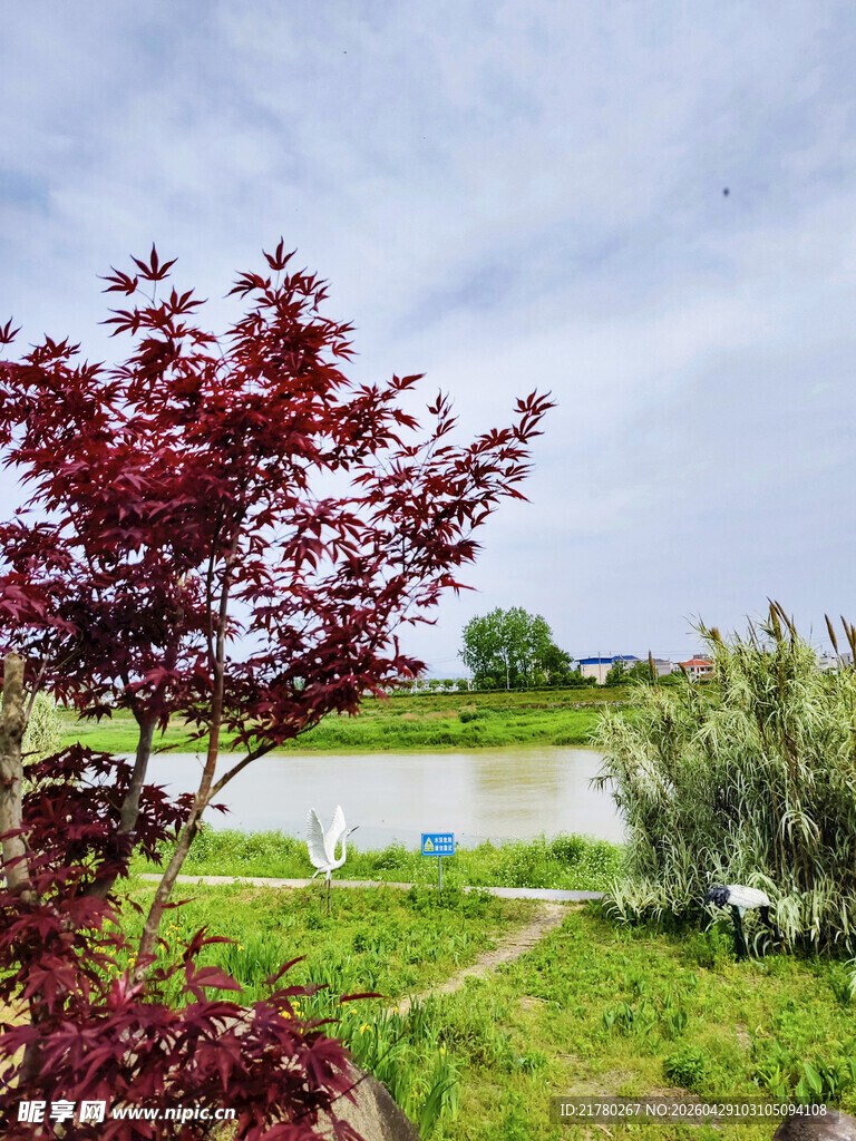 河畔红叶树
