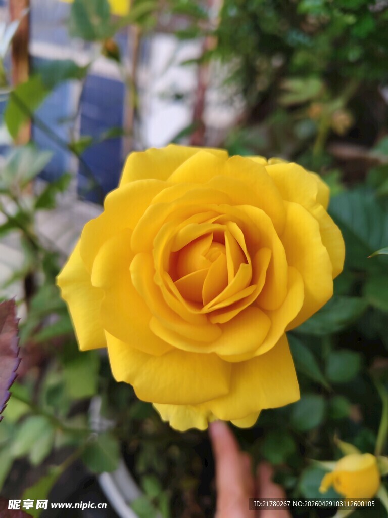 娇艳黄玫瑰特写