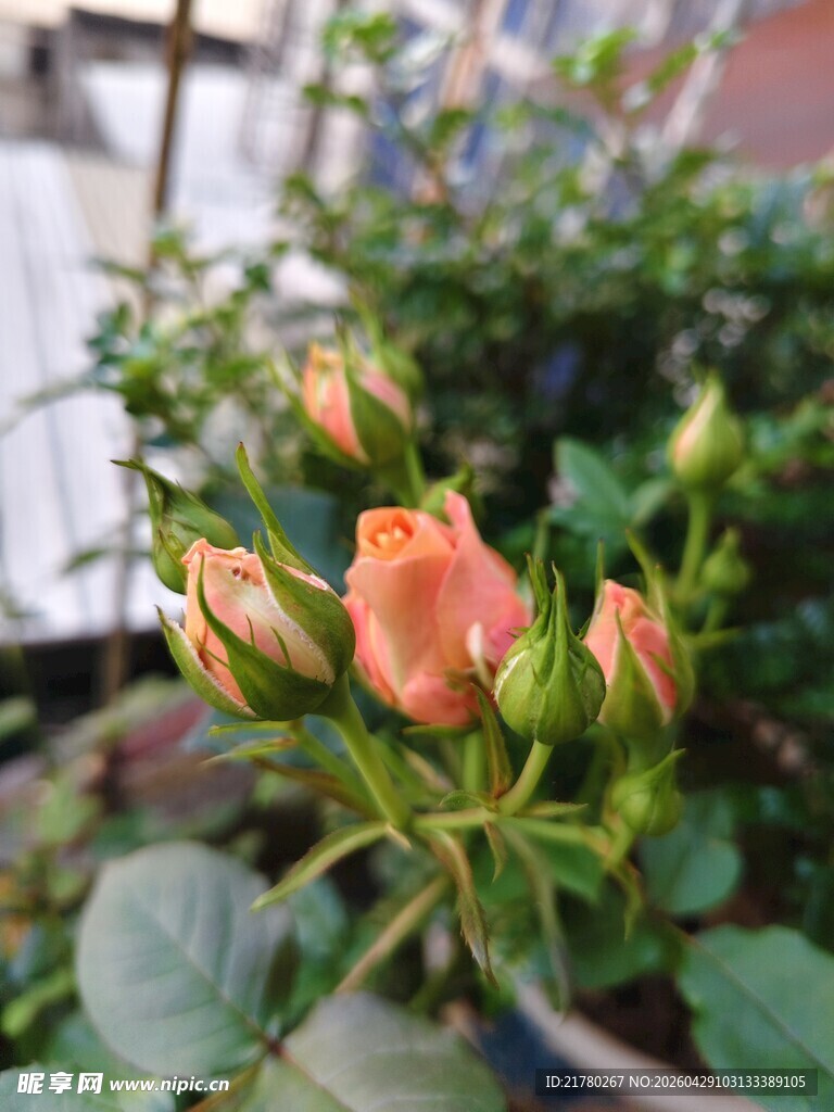 含苞待放的橙色玫瑰花