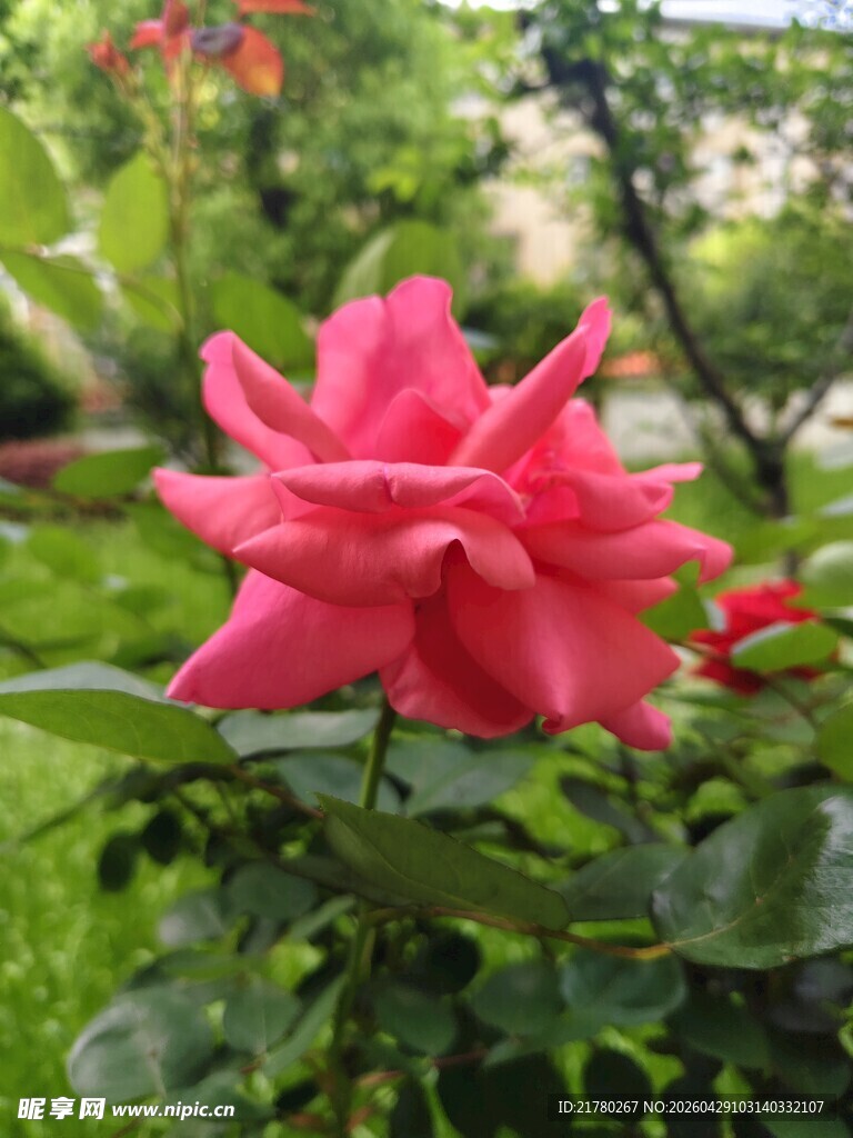 盛开的粉红月季花