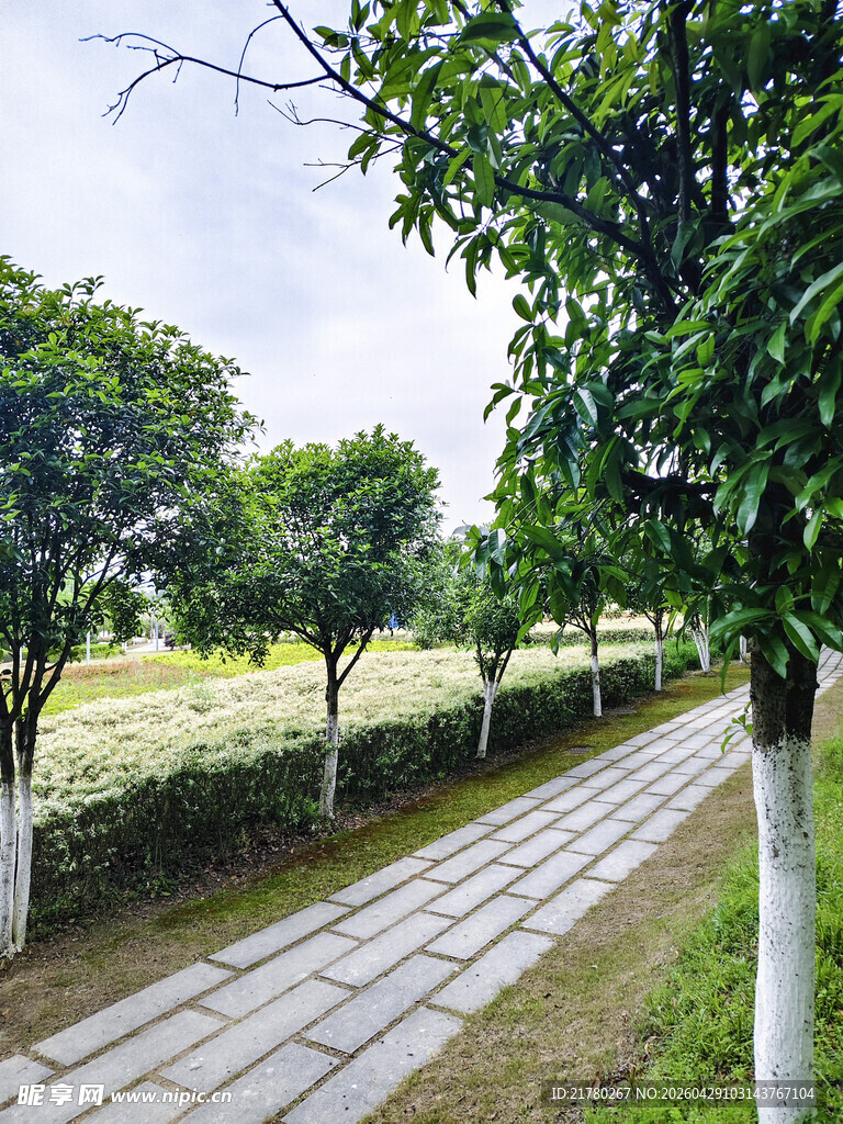 林荫小道旁的田园风光