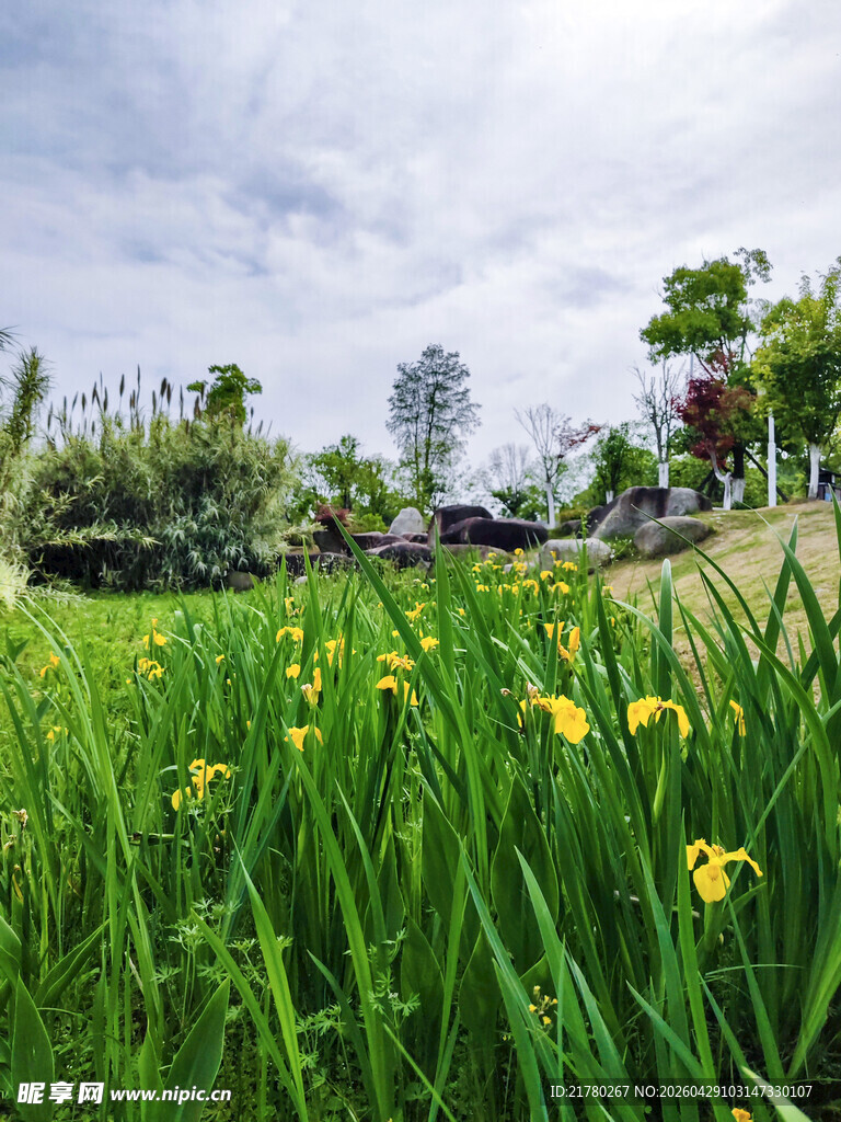 春日草地黄花美景