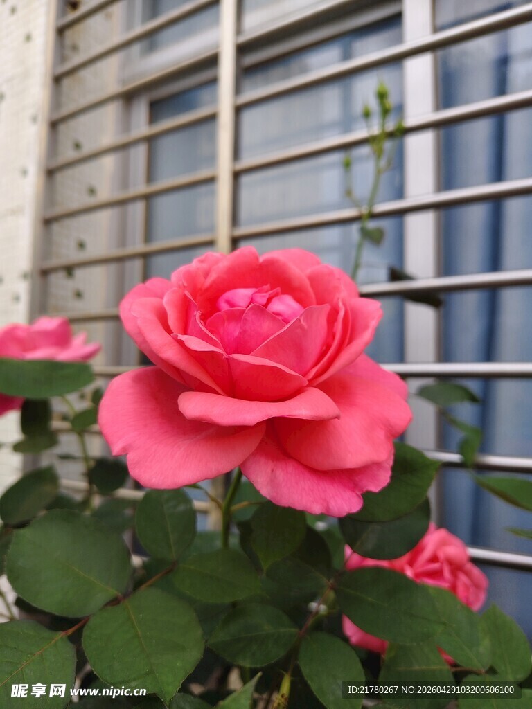 盛开的粉红色玫瑰