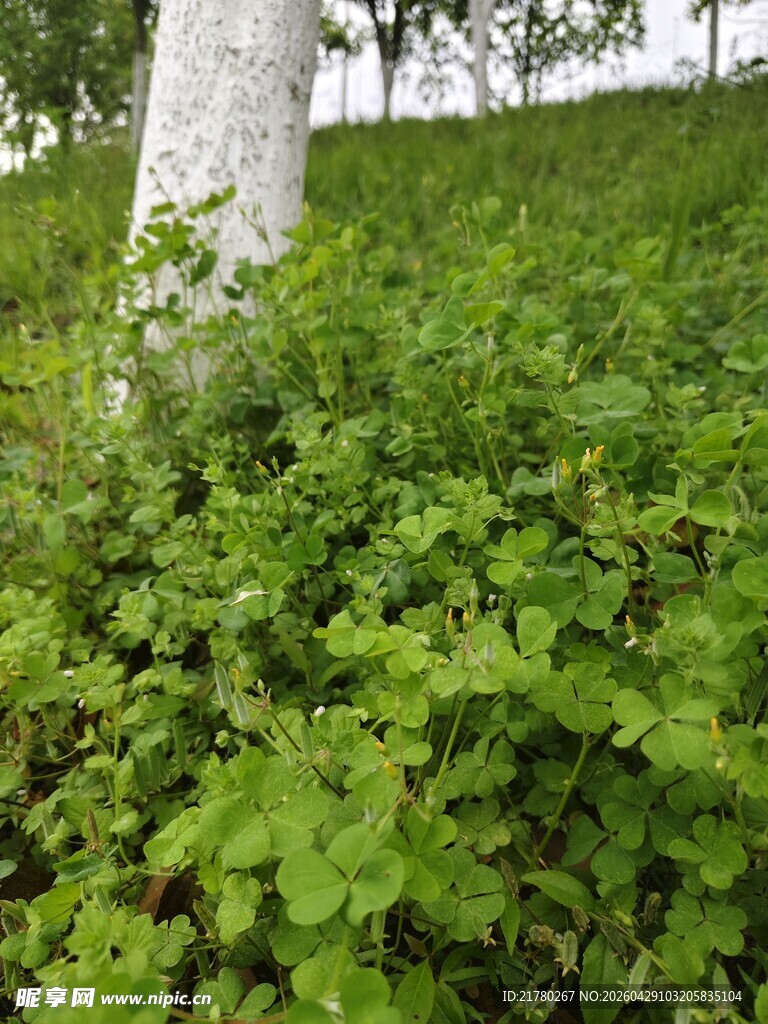 绿意盎然的草地与树干