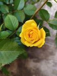 一朵黄玫瑰
