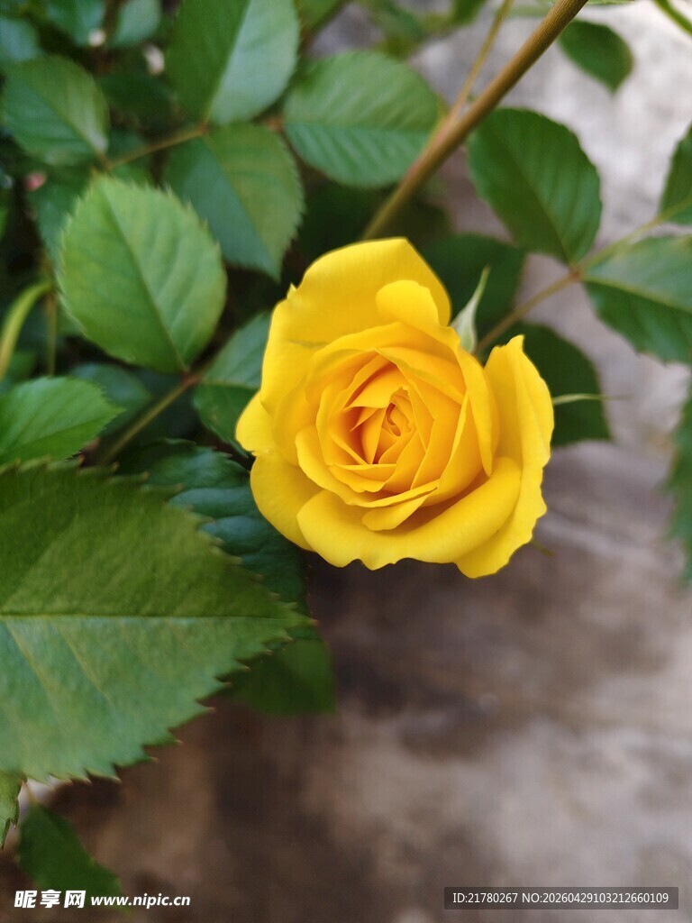 一朵黄玫瑰