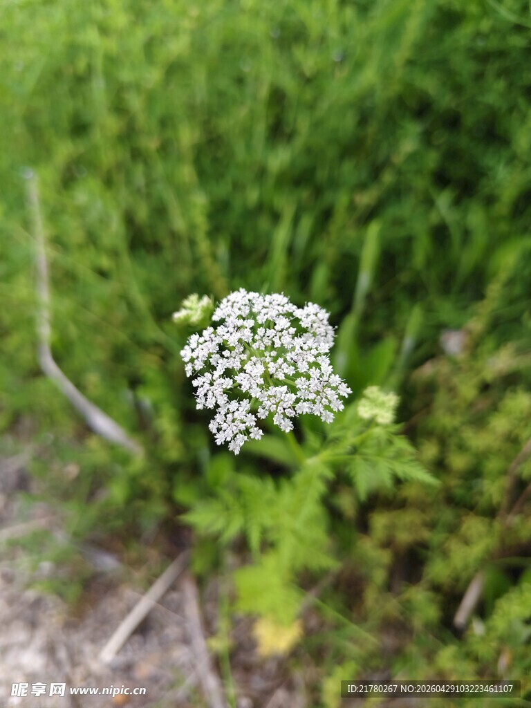 草丛中的白色小花