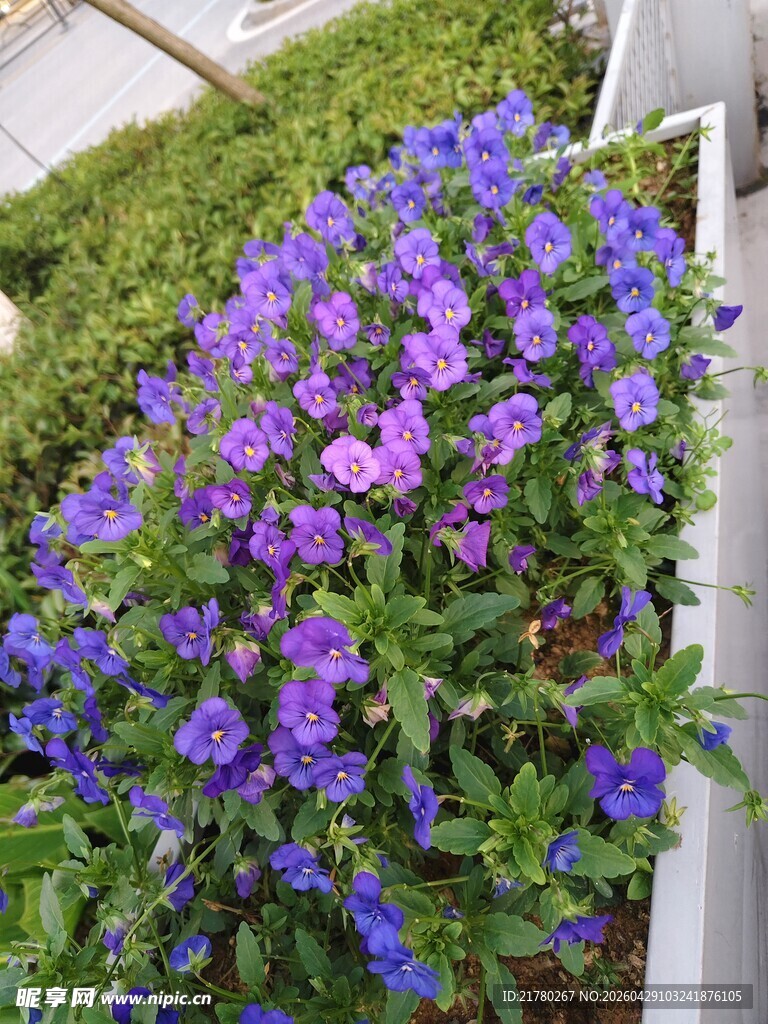 紫色花卉装点的绿植景观