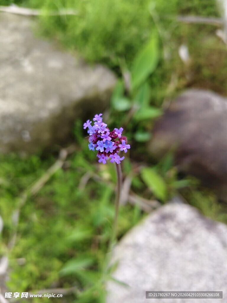 草丛中的紫色小花
