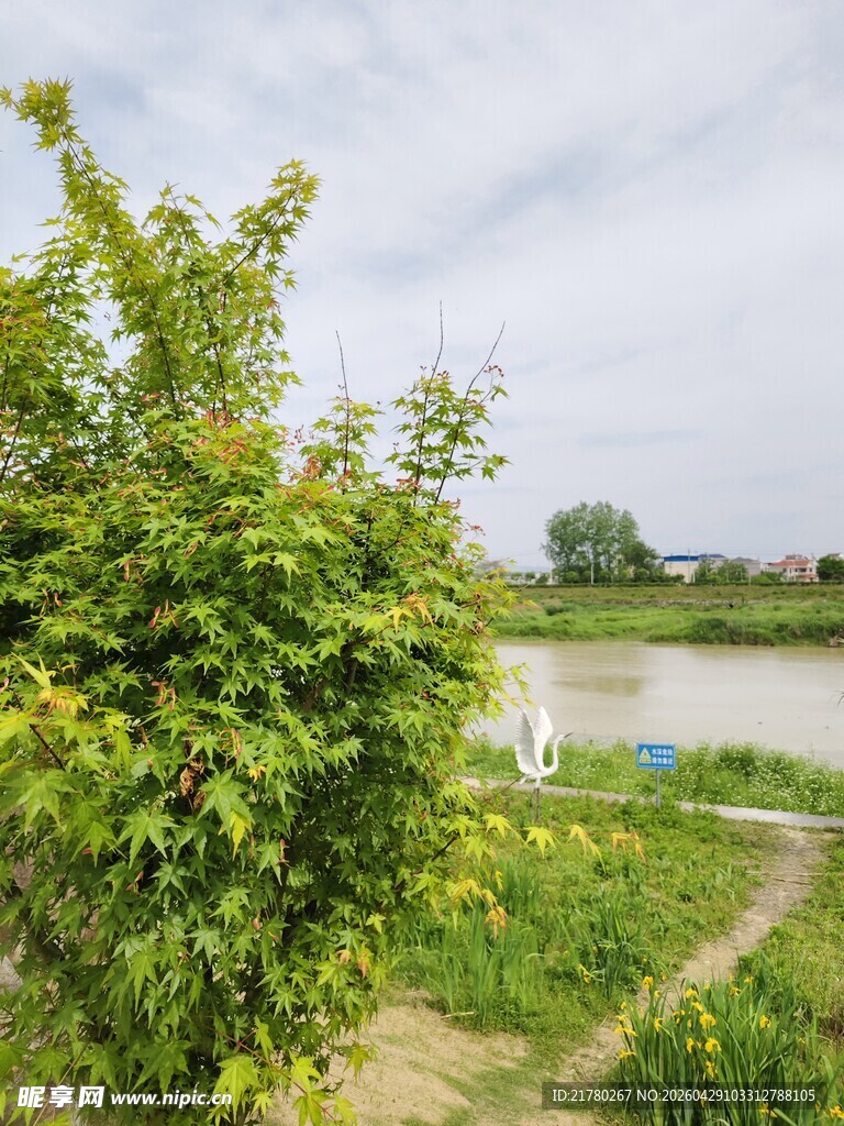 河畔绿植风景