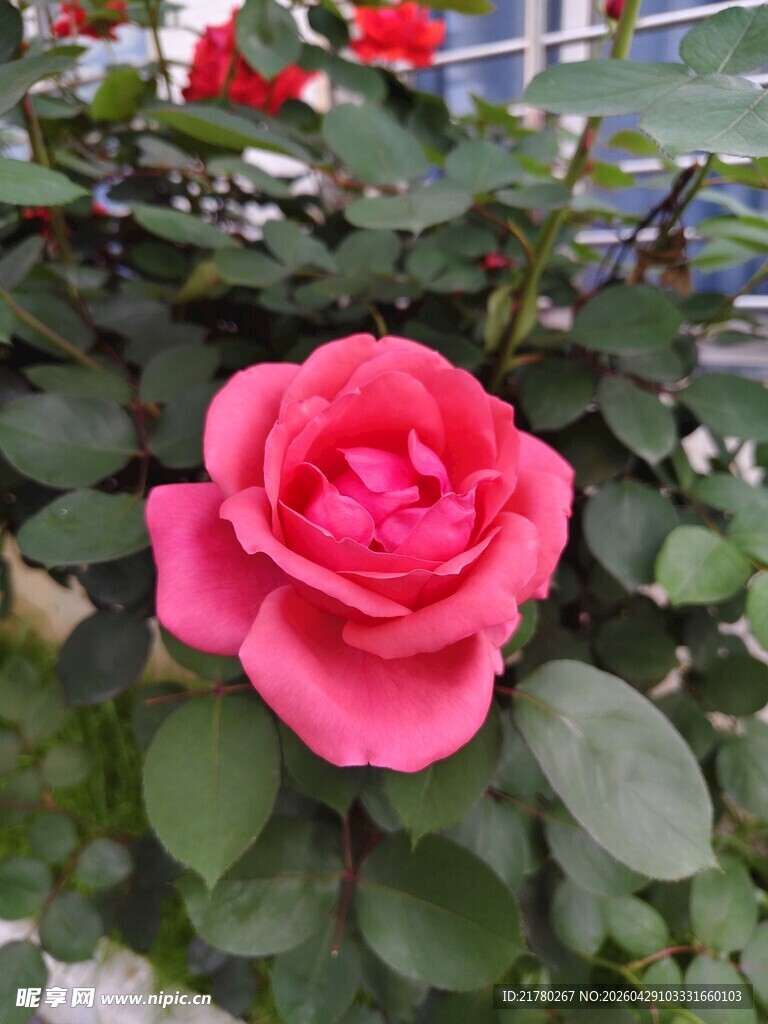 一朵粉月季花