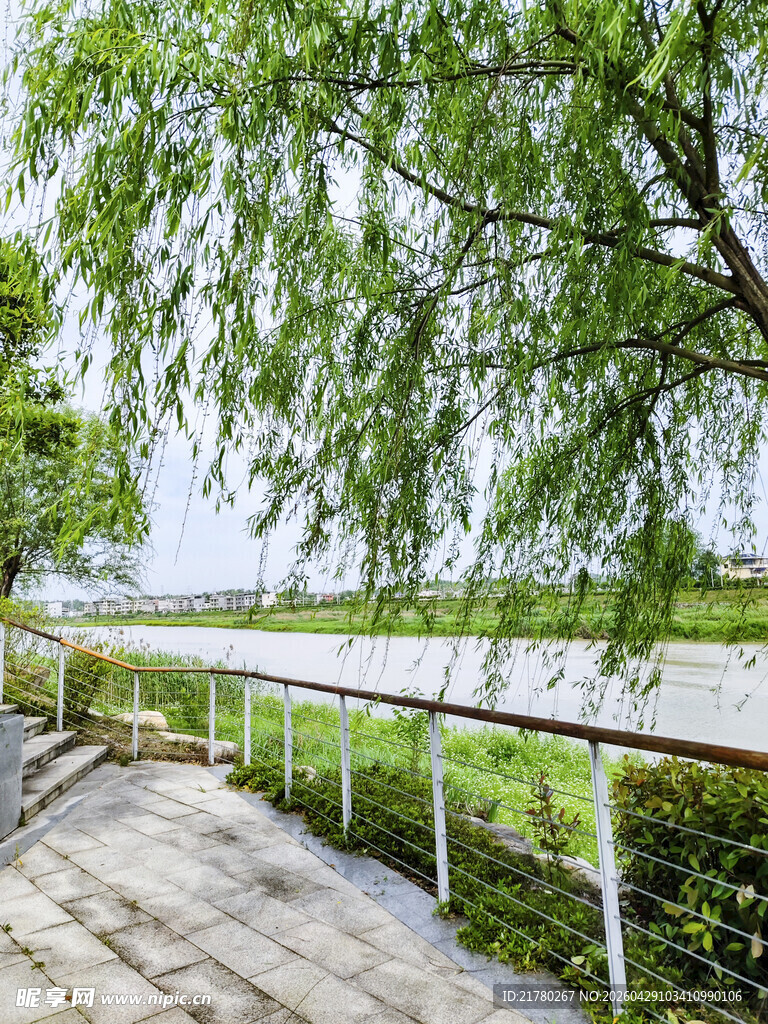 河畔垂柳下的宁静步道