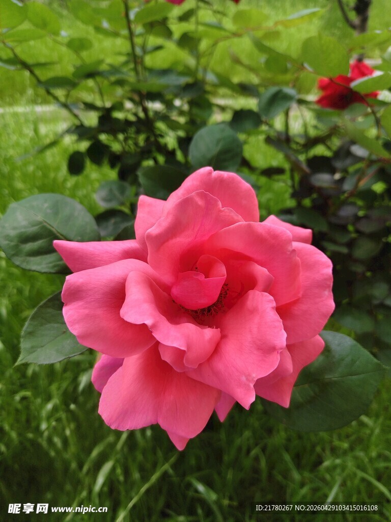 娇艳粉色玫瑰绽放于草地