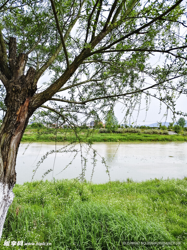河畔绿树 清新
