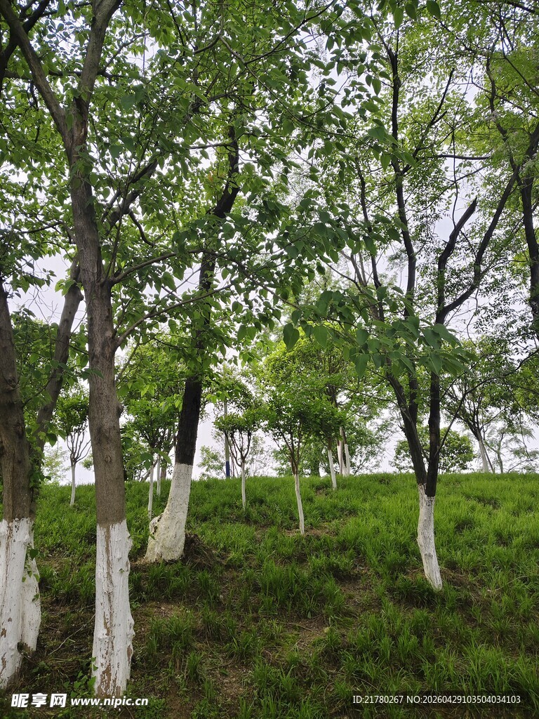 林间绿树