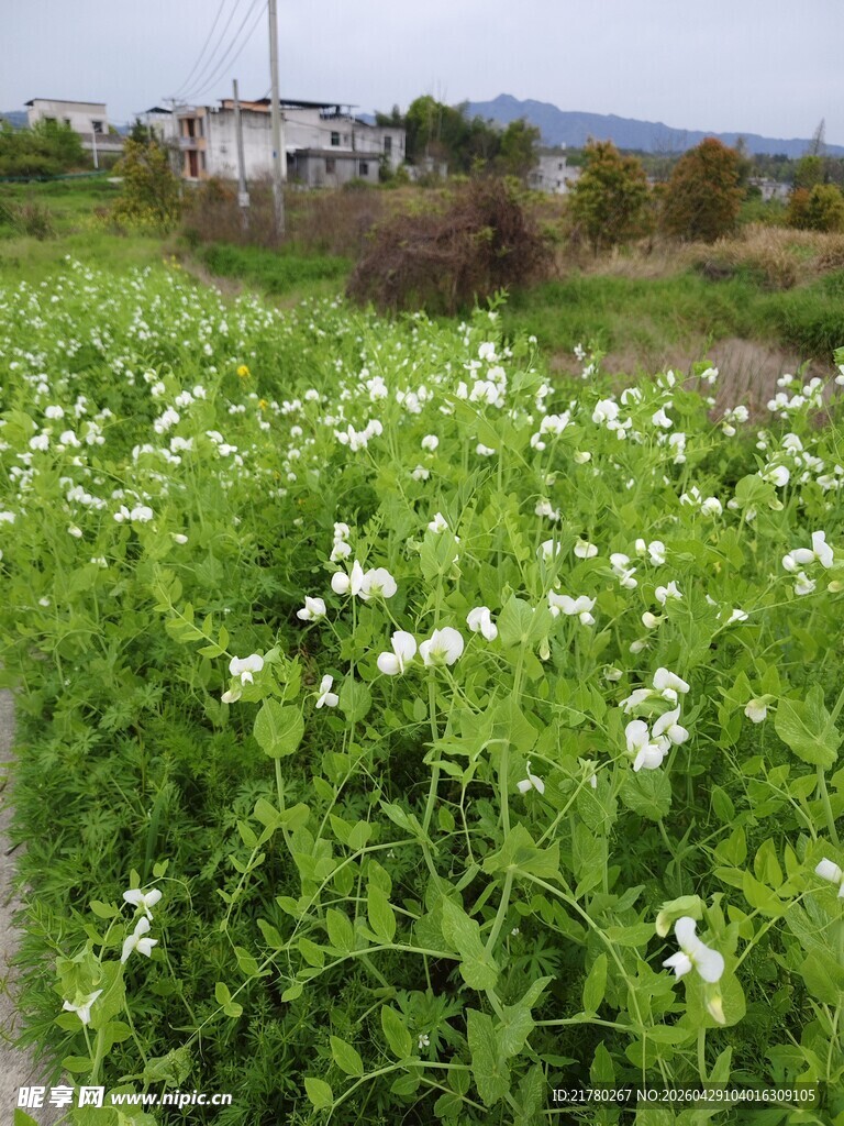 田园繁茂白花豌豆苗