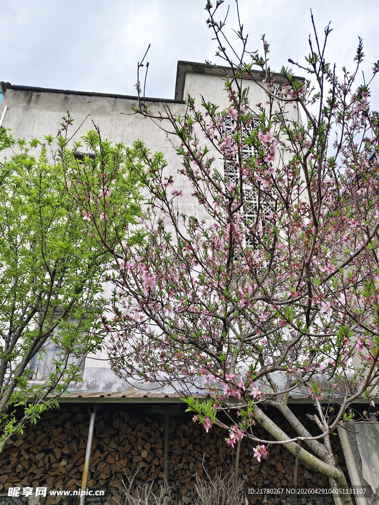春日繁花 桃树李树