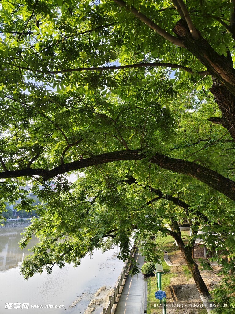 河畔绿荫下的静谧风景