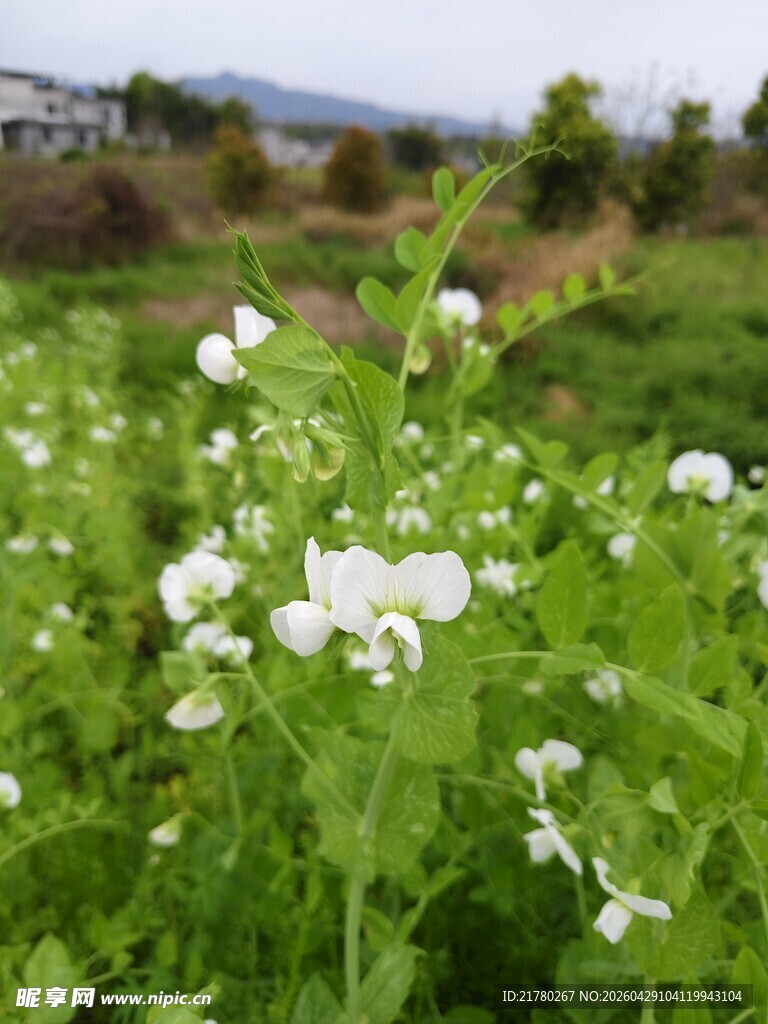 田野中的白色豌豆花绽放