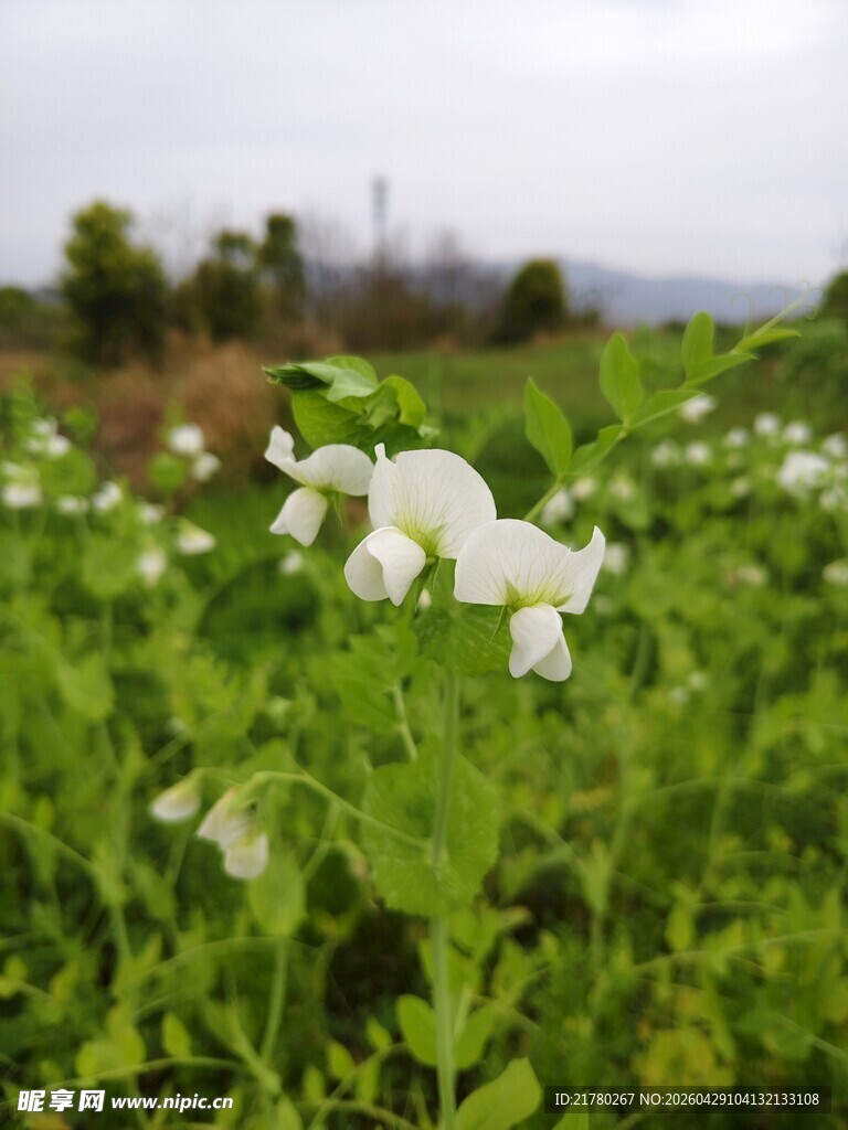 田野白色豌豆花