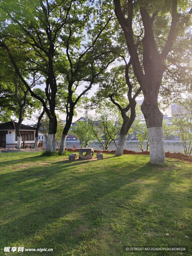 阳光洒落绿荫草地