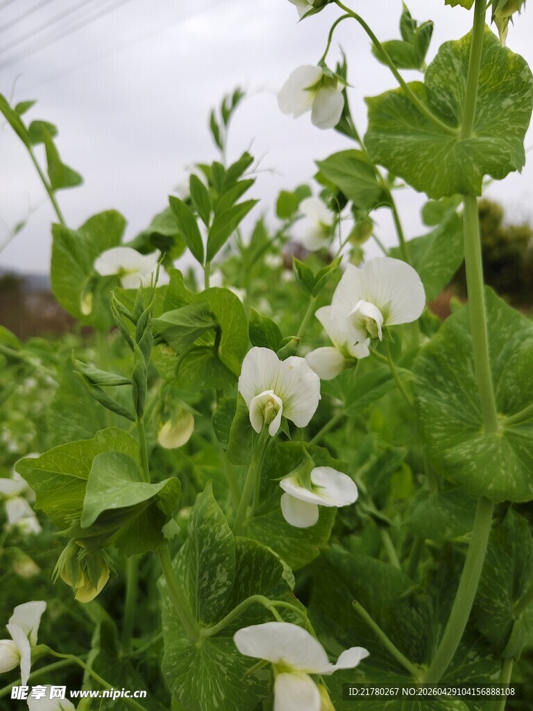 田间白色豌豆花
