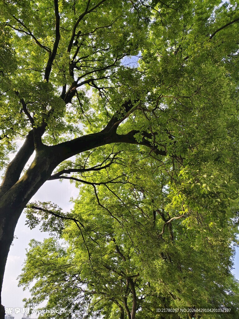 阳光下的葱郁树枝
