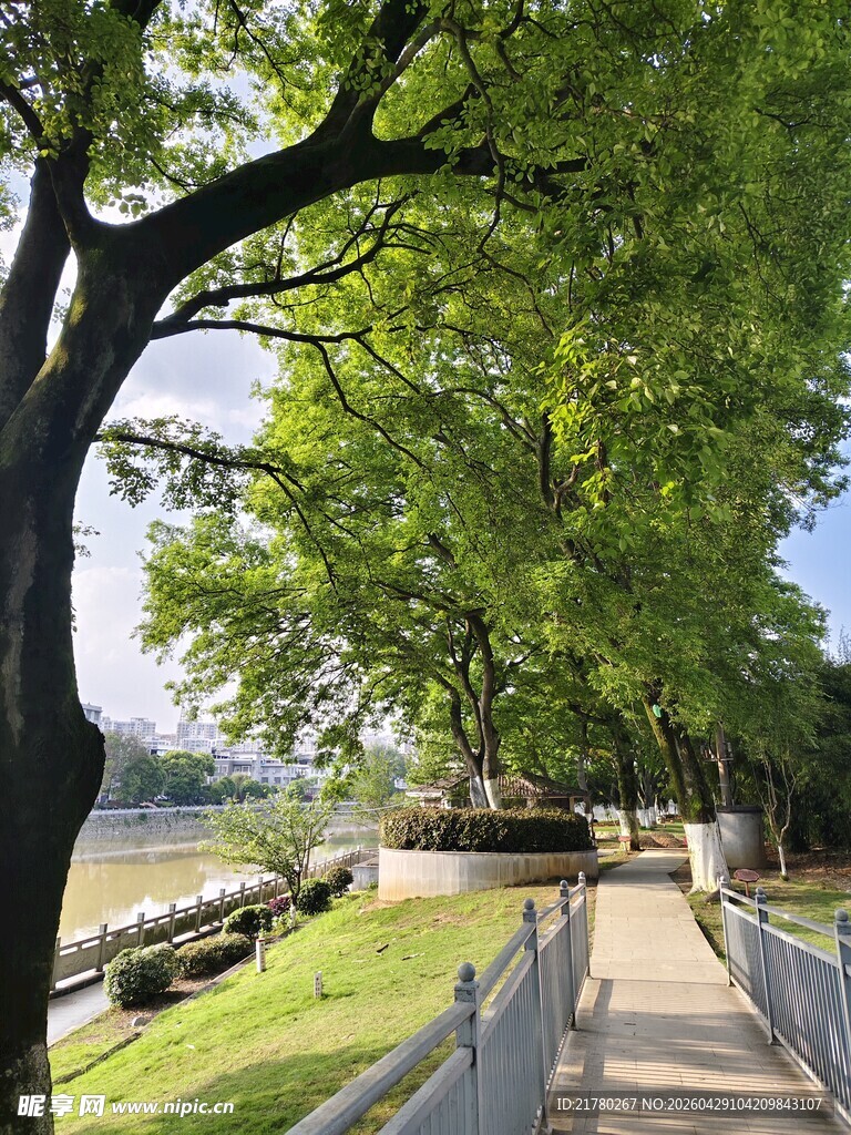 河畔林荫小道