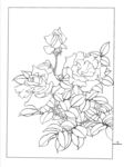 花卉线描图