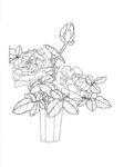 盆栽花卉线描图