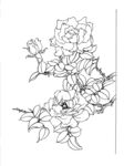 花卉线描图 优雅牡丹绽放