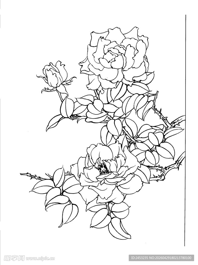花卉线描图 优雅牡丹绽放