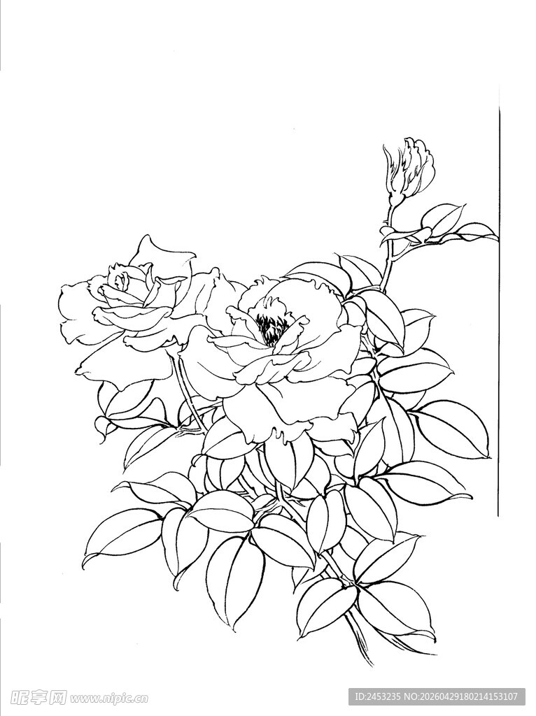 手绘玫瑰花线稿图