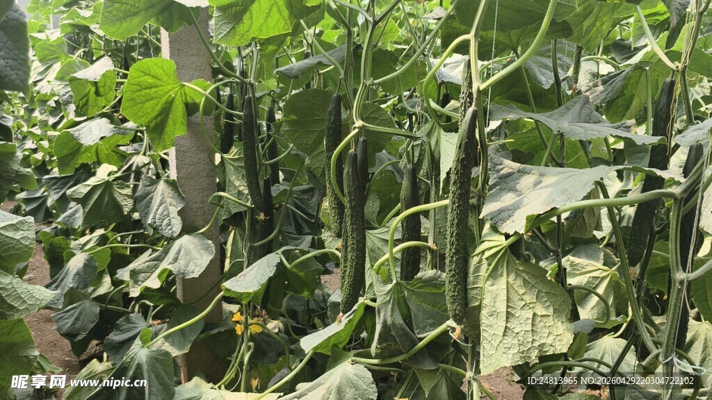 繁茂的绿色植物景象