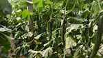 繁茂绿植景观