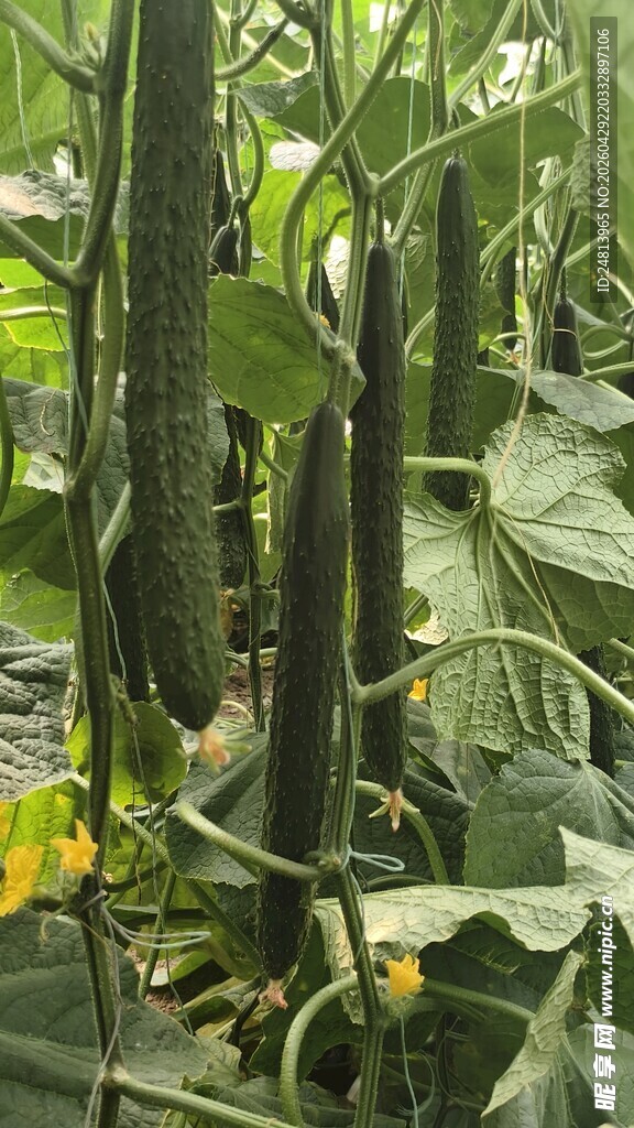 棚架下的繁茂丝瓜藤