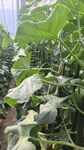 田间黄瓜植株生长景象
