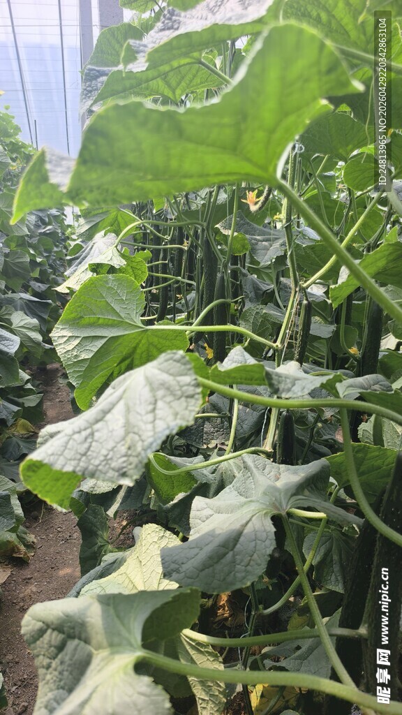 田间黄瓜植株生长景象
