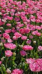 粉色郁金香花海