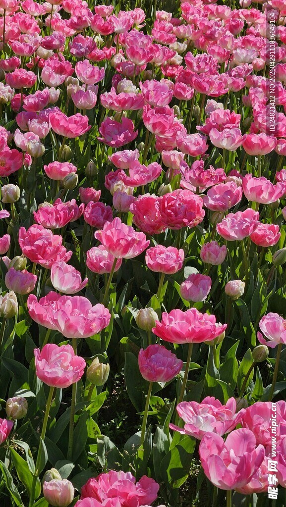 粉色郁金香花海