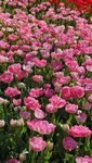 粉色郁金香花海美景