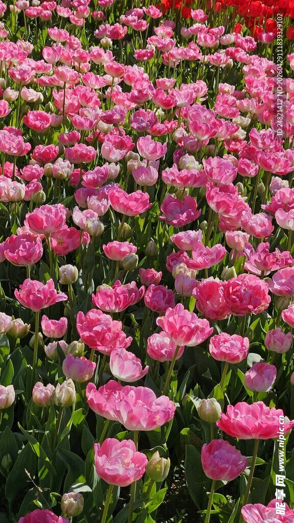 粉色郁金香花海美景