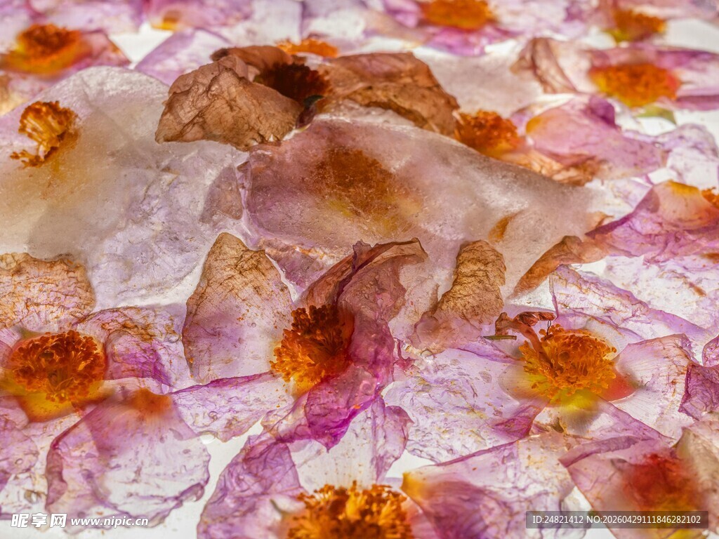 梦幻花瓣纹理微观景象