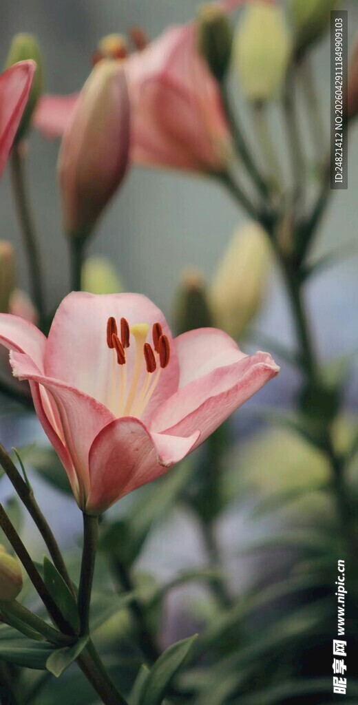 娇艳粉色百合花绽放